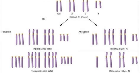 Plant Life: Polyploidy and aneuploidy