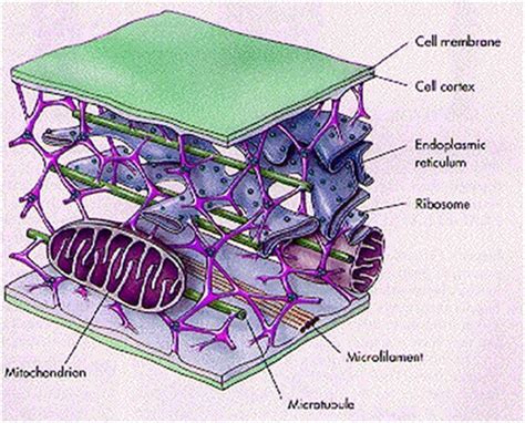 Cytoskeleton - Structure and Function of Cytoskeleton