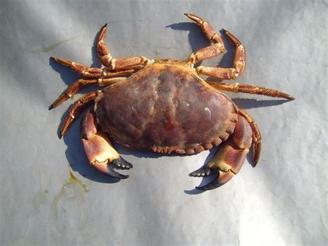 Free Images : food, seafood, fauna, invertebrate, crustacean, animals, crabs, arthropod ...