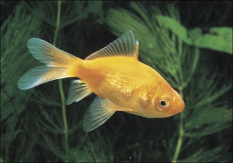 Goldfish Varieties: A Brief Look at Some of the Many Types | PetHelpful