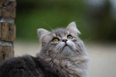 Fluffy Cat Breeds That Are Perfect for Snuggling | Reader's Digest