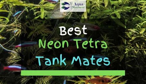 13 Best Neon Tetra Tank Mates (With Pictures) | Aqua Movement