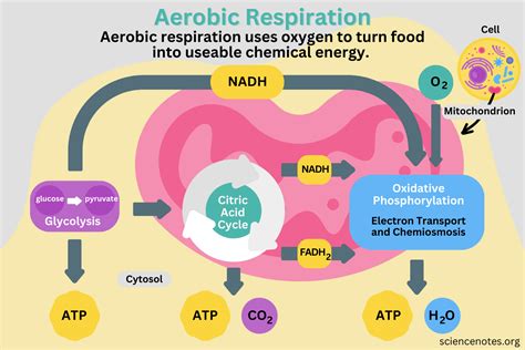 Aerobic Respiration Definition, Diagram, and Steps