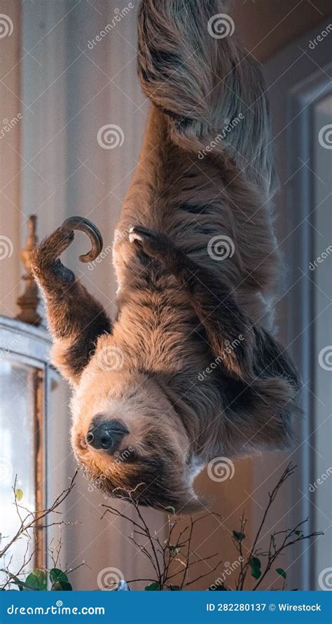 Adorable Sloth Hanging Upside Down from the Ceiling, Surrounded by Lush Green Potted Foliage ...