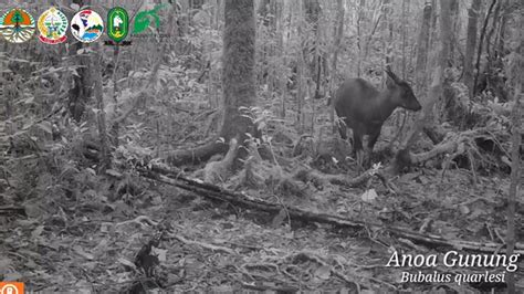 Anoa Observed in Sulawesi Conservation Forest After 14 Years - En.tempo.co