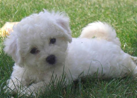 Bichon Frise Dog Breed » Information, Pictures, & More