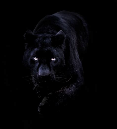 Black Panther Eyes Wallpapers - Top Free Black Panther Eyes Backgrounds - WallpaperAccess