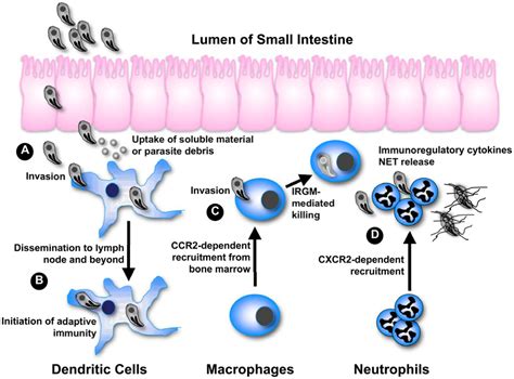 Integrating phagocyte function with T. gondii infection. (A) After... | Download Scientific Diagram