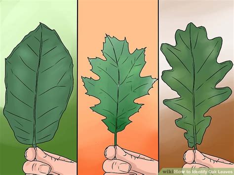 3 Ways to Identify Oak Leaves - wikiHow