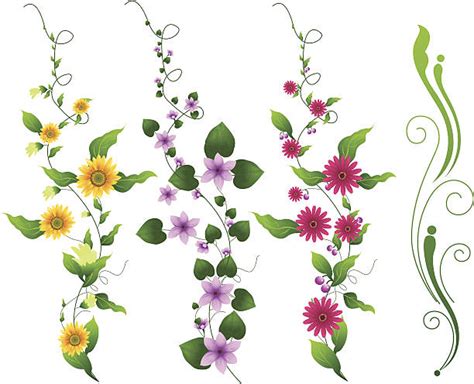 Royalty Free Flower Vine Clip Art, Vector Images & Illustrations - iStock