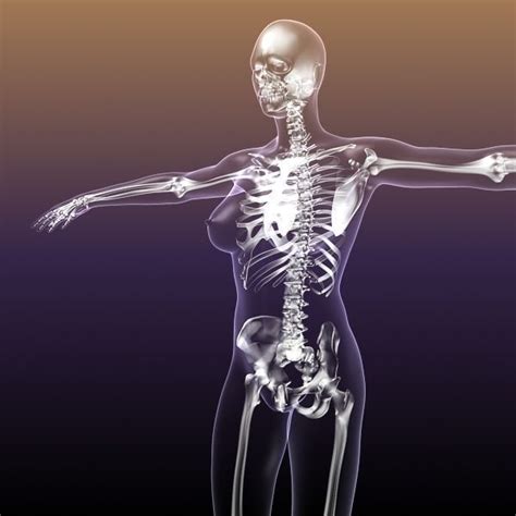 Female Body Diagram Bones : Female Anatomy Skeleton Anatomy Drawing ...