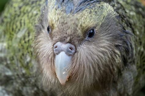 50 Kooky Kakapo Facts: The Only Flightless Parrot - Facts.net