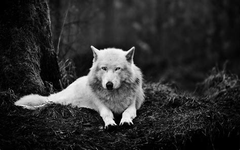 White Wolf Wallpapers - Wallpaper Cave