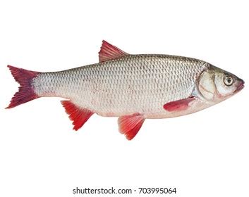 733 Ide Fish Images, Stock Photos & Vectors | Shutterstock