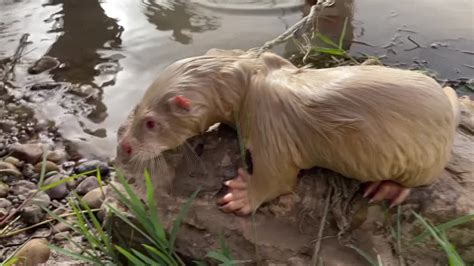 Meet Jenny, the rare albino otter found in Iraq