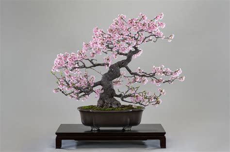 Top 8: Cherry blossom Bonsai (Sakura)