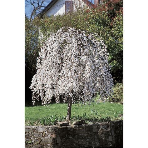 5.5-Gallon Pink Weeping Cherry Feature Tree (L3232) in the Trees ...