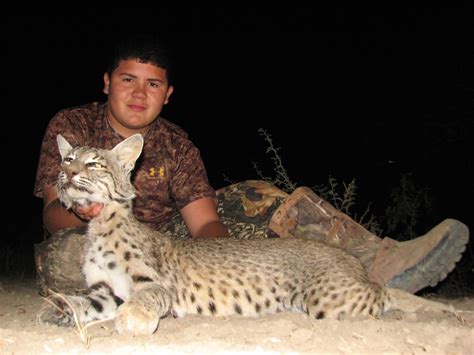 Bobcat Hunt : Dan Moody Texas Hunting Guide Services