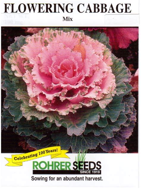 Flowering Cabbage Seeds — Rohrer Seeds