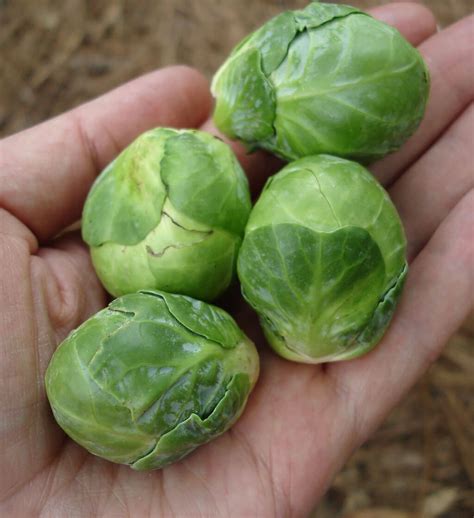 Brussels Sprouts: A High-Nutrition Cool-Weather Vegetable