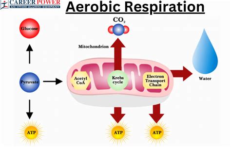 Aerobic And Anaerobic Respiration Diagram