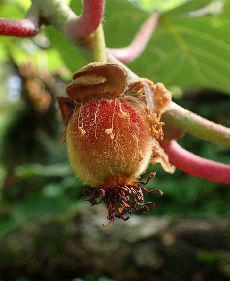 Actinidia chinensis (Chinese Gooseberry, Golden Kiwi, Kiwi, Kiwi Fruit) | North Carolina ...