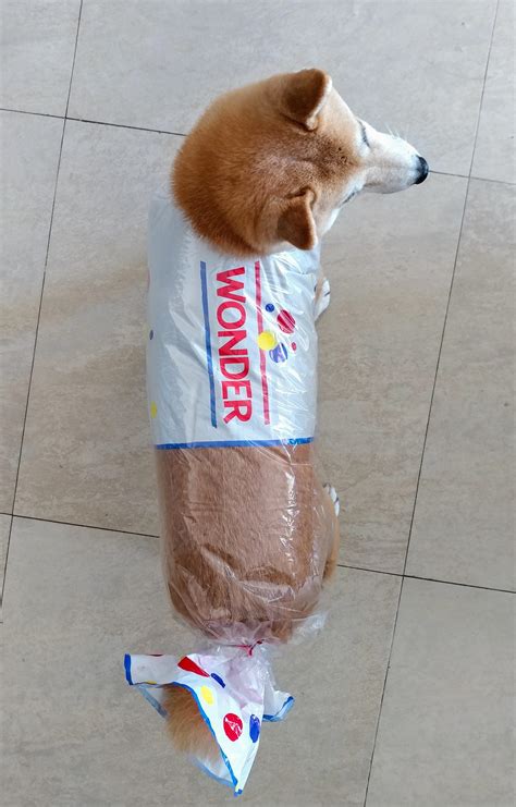 My Shiba Inu's Halloween Costume This Year... : r/shiba