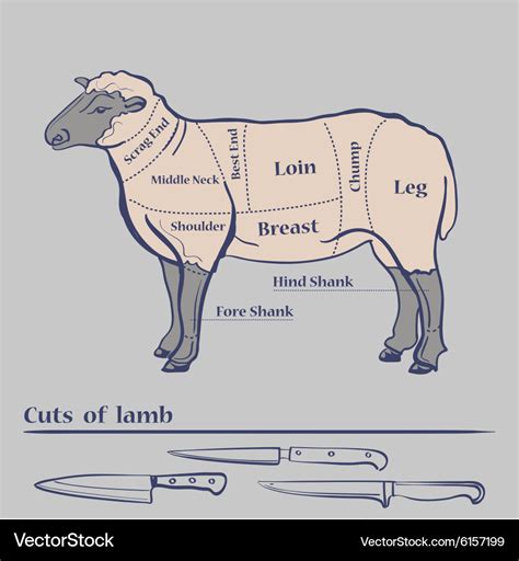 Diagram Of Lamb Cuts Of Meat