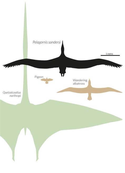 Biggest ever flying bird and the beast that dwarfed it | New Scientist