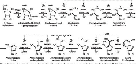 [PDF] Purine de novo Synthesis - Mechanisms and Clinical Implications ...