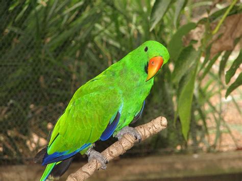 Eclectus Parrot, Adelaide Zoo - Trevor's Birding