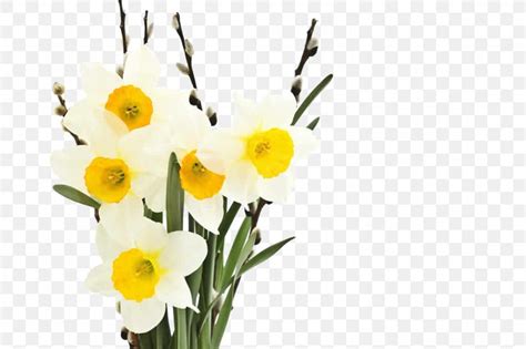 Narcissus Tazetta Narcissus Jonquilla Flower Petal, PNG, 1024x683px ...