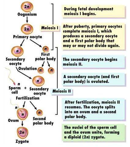 First polar body is formed during the formation of secondary oocytes after the completion of