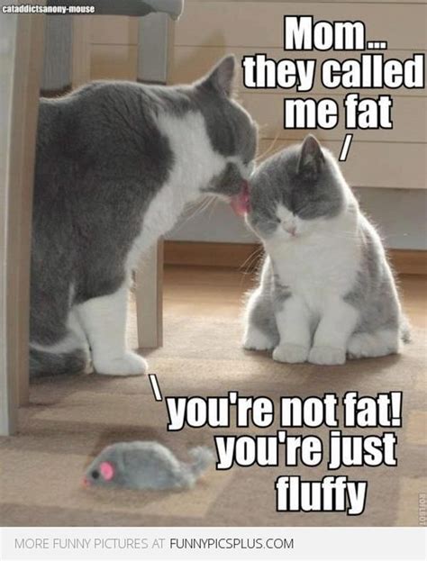 Best Fat Cat Memes - Funny Fat Cat Pictures with Quotes