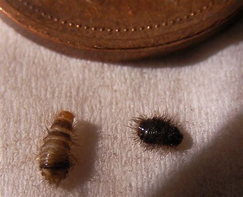 Carpet Beetle Larvae in Canada - What's That Bug?