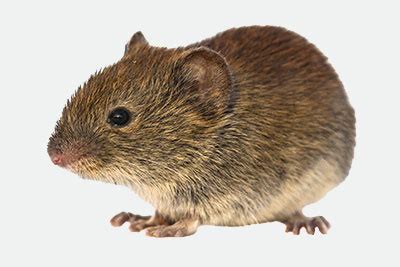 trap-type-compare-vole - H. B. Sherman Traps - Live Animal Traps