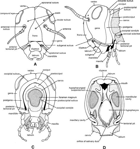 Entomology For Students: Insect Head