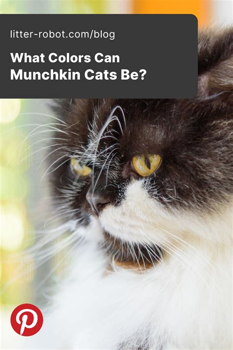 What Colors Can Munchkin Cats Be? | Litter-Robot