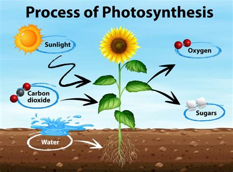 What is photosynthesis? - Science Questions