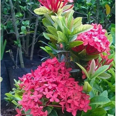 Ixora Plant at Rs 22/piece | Ixora Plant in Rajahmundry | ID: 15897186788