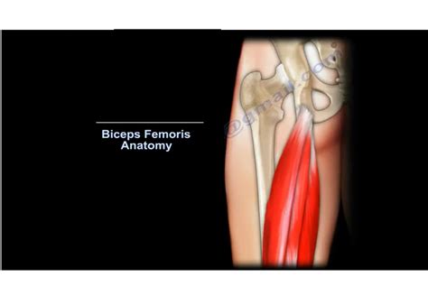 Anatomy of Biceps Femoris — OrthopaedicPrinciples.com