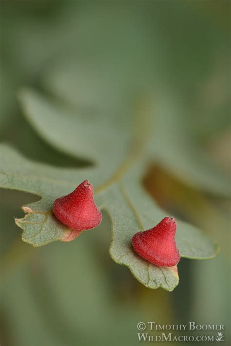 Red Cone Gall Wasp (Feron kingi / Andricus kingi) Pictures | Wild Macro Stock Photography