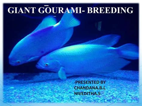 Giant gourami breeding | PPT