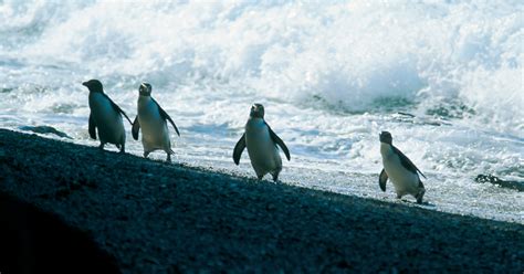 Penguins in New Zealand | Things to see and do in New Zealand