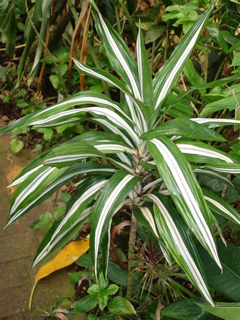 Plants & Flowers » Dracaena fragrans