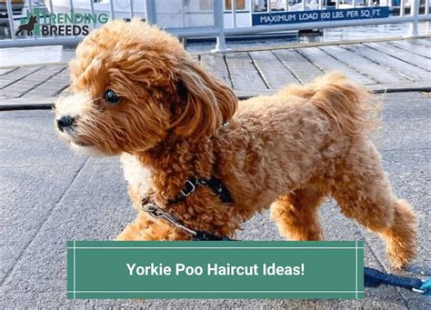 Yorkie Poo Haircut Ideas – 12 Cute and Adorable Haircut Types! (2023)