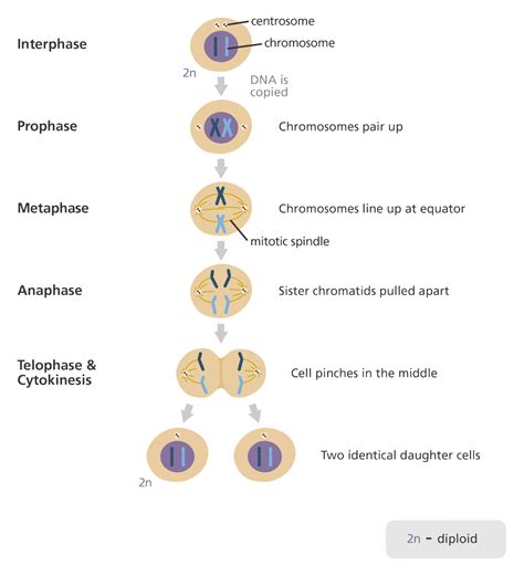 Home | Mitosis, Biology notes, Cell division