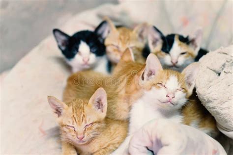 Cute Kittens are Sleeping Together Stock Image - Image of sleeping, portrait: 108767827