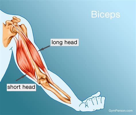 How To Build Your Biceps And Triceps At Home - Grizzbye