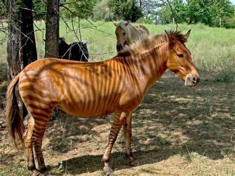 Picture 2 of 5 - Zorse (Equus Zebra X Equus Caballus) Pictures & Images - Animals - A-Z Animals